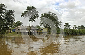 Life in the Amazon Jungle