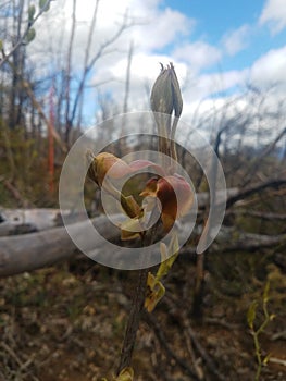 Life amongst the burnt ruins of Gatlinburg Tenn