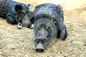 Life of animals. A few wild boars or pig Sus Scrofa rest in th