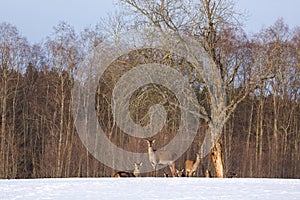 Life of animals. A small herd of red deer under a tree. Sunny spring day. Blurred forest in the background. The red deer is an