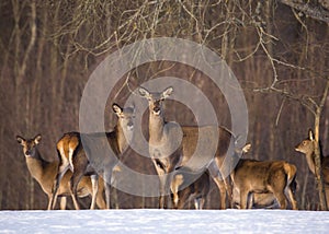 Life of animals. A small herd of red deer under a tree. Sunny spring day. Blurred forest in the background. The red deer is an