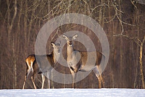 Life of animals. Two red deer stand under a tree. Sunny winter day. Blurred forest in the background. The red deer is an