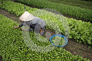 Daily life in Asia. Vietnam