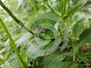 Life of Asilidae robber flies in Sri Lanka.