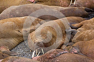 Life Atlantic walruses at haul out sites is at most of sleep and small conflicts with neighbors