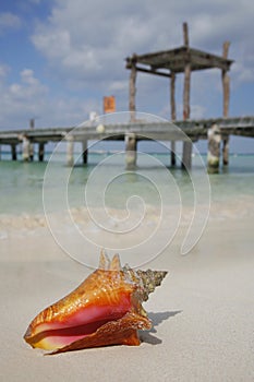 Life is a Beach (Conch)