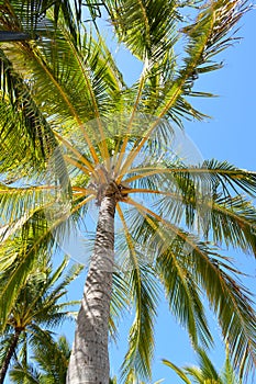 Life is a beach palm tree daydream