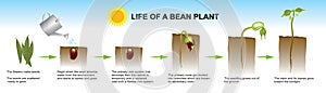 Life of a bean plant. Education info graphic. photo