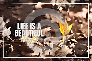 Life is a beautiful Struggle, beautiful life quotes, wording design, banner, yellow flower in early spring