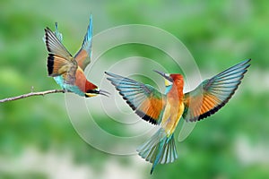 The life of bee-eater (Merops apiaster)