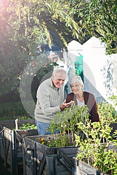 Life began in a garden...a happy senior couple enjoying gardening together.