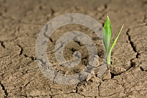 Life beginning on wasteland