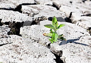 Life beginning on wasteland