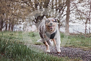 Life of a boisterous Australian Shepherd puppy. A blue merle pup runs around the field improving his fitness, agility and gaining