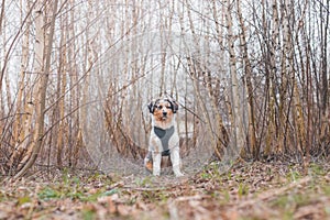 Life of a boisterous Australian Shepherd puppy. A blue merle pup runs around the field improving his fitness, agility and gaining