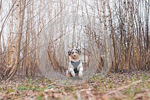 Life of a boisterous Australian Shepherd puppy. A blue merle pup runs around the field improving his fitness, agility and gaining