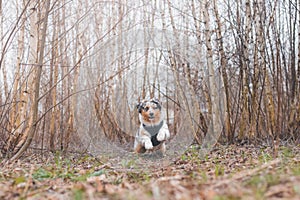 Life of a boisterous Australian Shepherd puppy. A blue merle pup runs around the field improving his fitness, agility and gaining