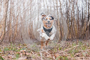 Life of a boisterous Australian Shepherd puppy. A blue merle pup runs around the field improving his fitness, agility and gaining