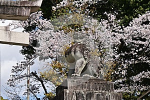 The life of cherry blossoms in full bloom is short-lived, but that is what fascinates the hearts of the Japanese people.