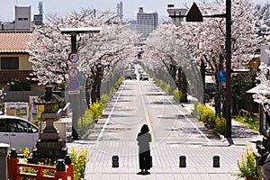 The life of cherry blossoms in full bloom is short-lived, but that is what fascinates the hearts of the Japanese people.