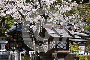 The life of cherry blossoms in full bloom is short-lived, but that is what fascinates the hearts of the Japanese people.