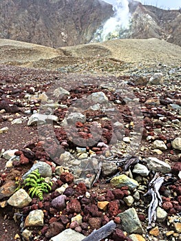 Life comes back on Papandayan Volcano in Java Indonesia