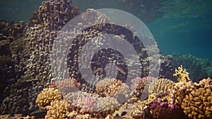 Life coral reef. Static video, coral reef in the Red Sea, Abu Dub. Beautiful underwater landscape with tropical fish and corals.