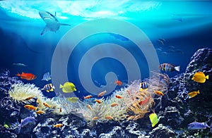 Life in a coral reef. Underwater sea world.