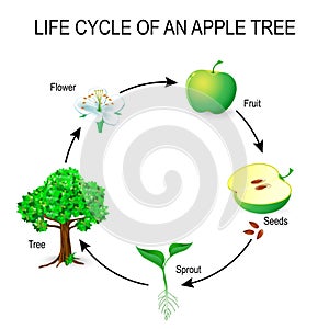 Life cycle of an apple tree photo