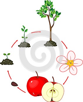 Life cycle of apple tree. Plant growth stage isolated on white