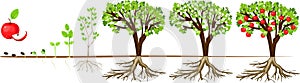 Life cycle of apple tree. Stages of growth from seed to adult plant with fruits