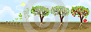 Life cycle of apple tree. Stages of growth from seed to adult plant with fruits