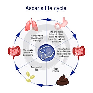 Life cycle of Ascaris