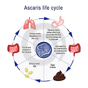 Life cycle of Ascaris photo