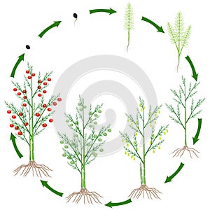 Life cycle of a asparagus plant on a white background.