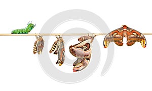 Life cycle of attacus atlas moth on white