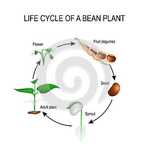 Life cycle of a bean plant photo