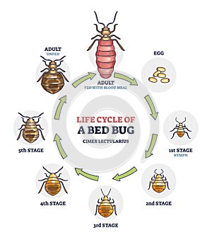 Life cycle of bed bug with all parasite evolution stages outline diagram