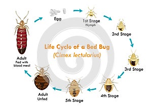 Life Cycle of the Bed Bug vector eps10