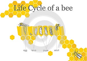 Life Cycle of a Bee