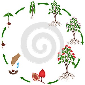 Life cycle of a bixa orellana or anatto plant on a white background.