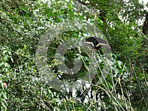 Black Swallowtail Butterfly, Caterpillar, Chrysali