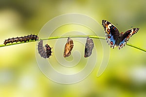 Life cycle of blue pansy butterfly Junonia orithya Linnaeus