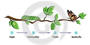 Life cycle of butterfly eggs, caterpillar, pupa, butterfly. Metamorphosis.