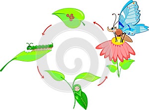 Život cyklus z motýl 