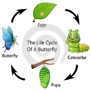 The life cycle of a butterfly