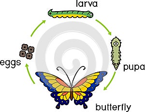 Life cycle of butterfly. Life cycle of butterfly. Complete holometabolous metamorphosis
