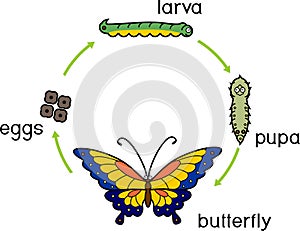 Life cycle of butterfly. Life cycle of butterfly. Complete holometabolous metamorphosis photo