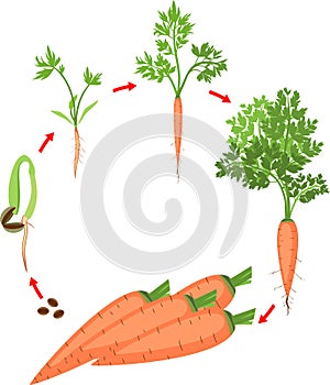 Life cycle of carrot plant. Stages of growth from seed and sprout to harvest