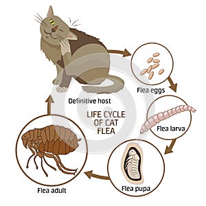 Life Cycle of Cat Flea Vector Illustration. The Spread of Infection, Diseases.